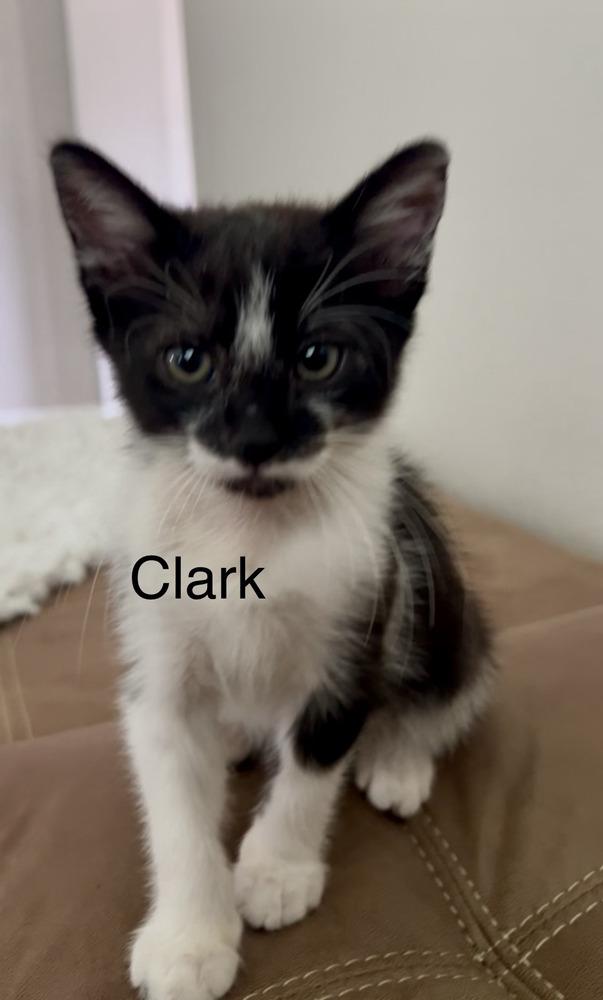 Clark, a Adoptable Domestic Short Hair in Fern Park, FL image 2/2