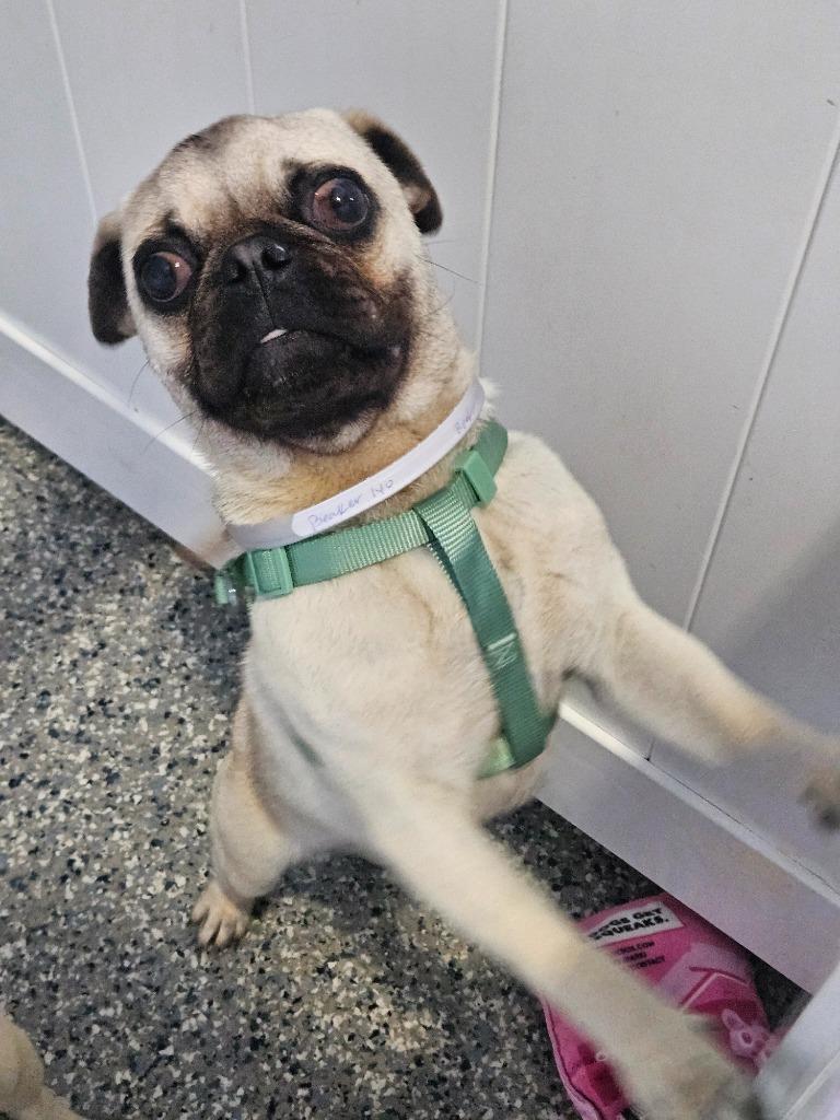 Beaker, Adoptable, Puppy Male Pug.