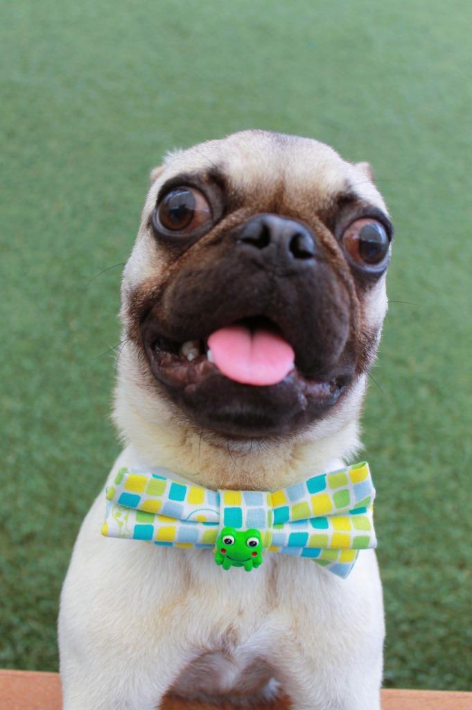 Enlarge Beaker, a Adoptable Pug in Gardena, CA image 2/6