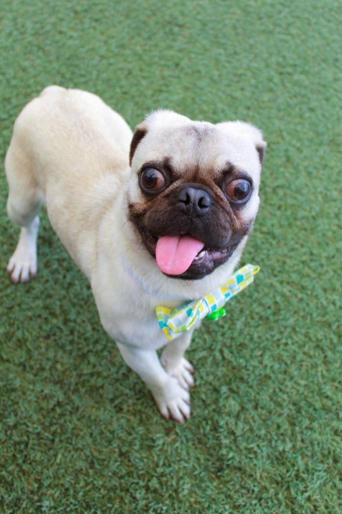 Enlarge Beaker, a Adoptable Pug in Gardena, CA image 3/6
