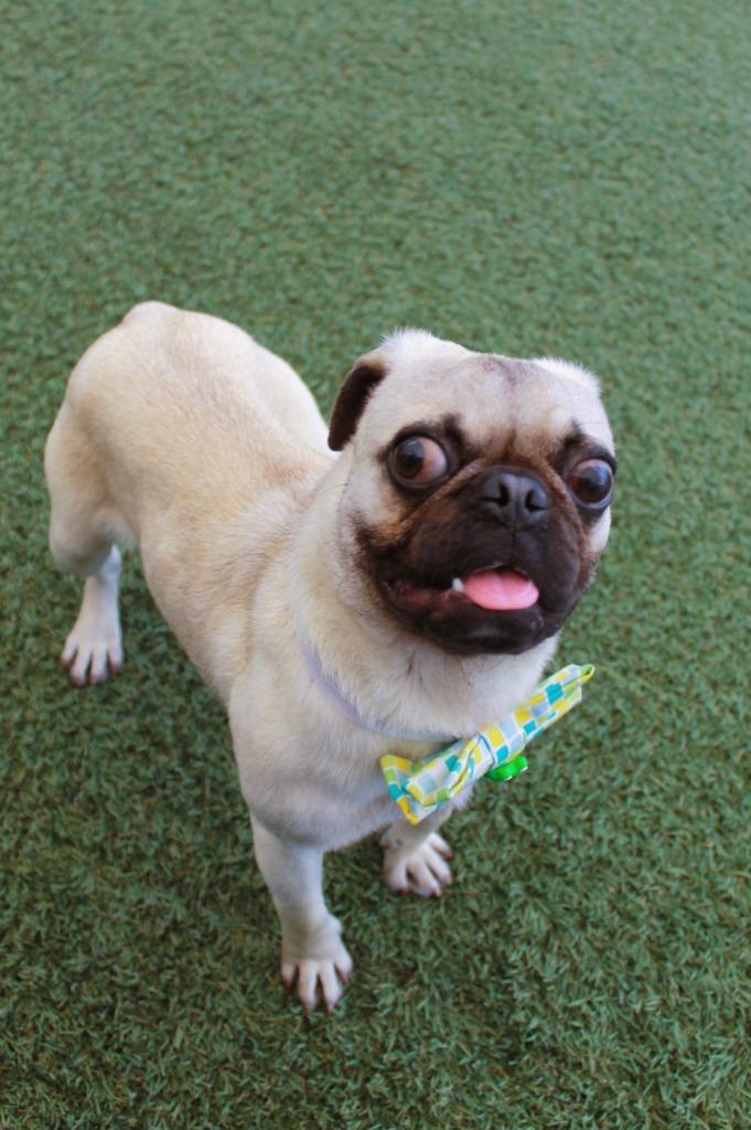 Enlarge Beaker, a Adoptable Pug in Gardena, CA image 4/6