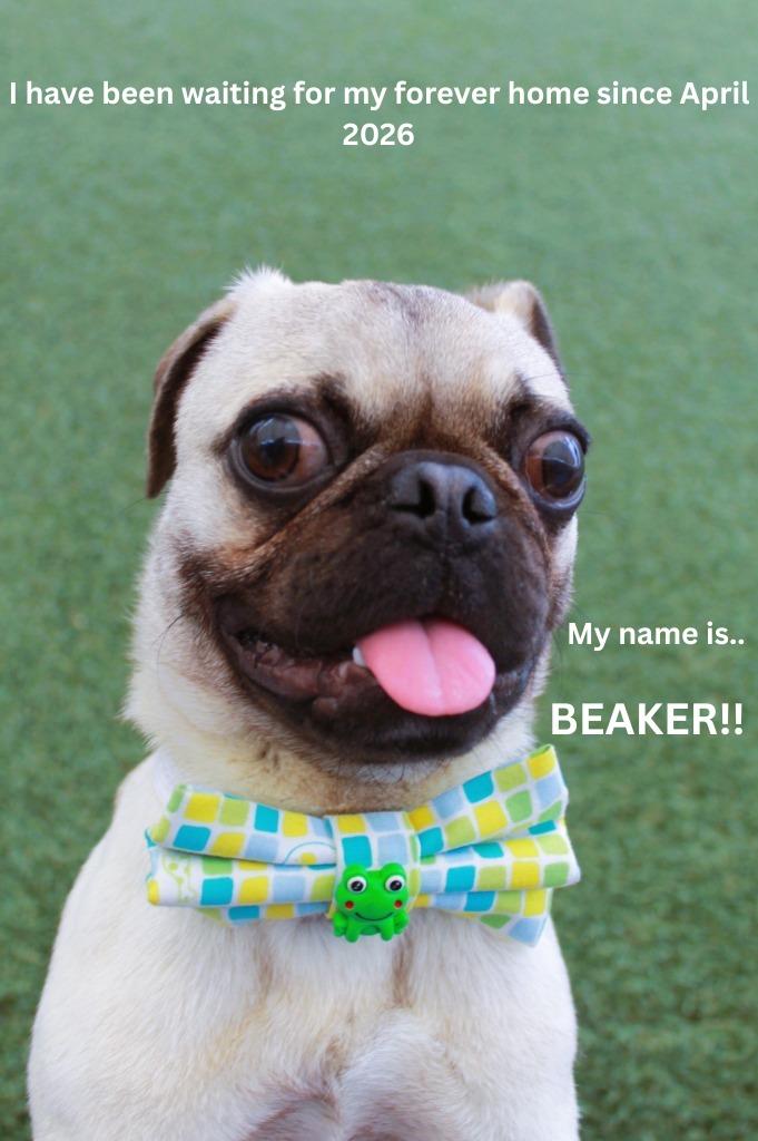Enlarge Beaker, a Adoptable Pug in Gardena, CA image 5/6