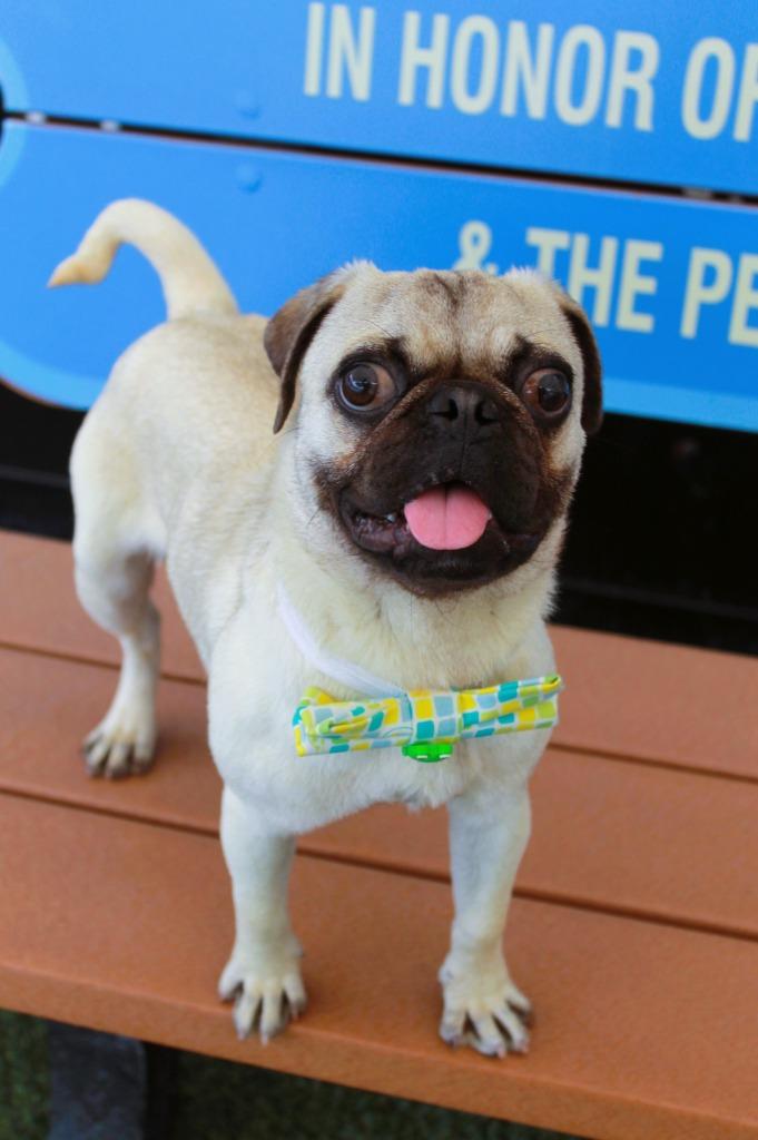 Enlarge Beaker, a Adoptable Pug in Gardena, CA image 6/6