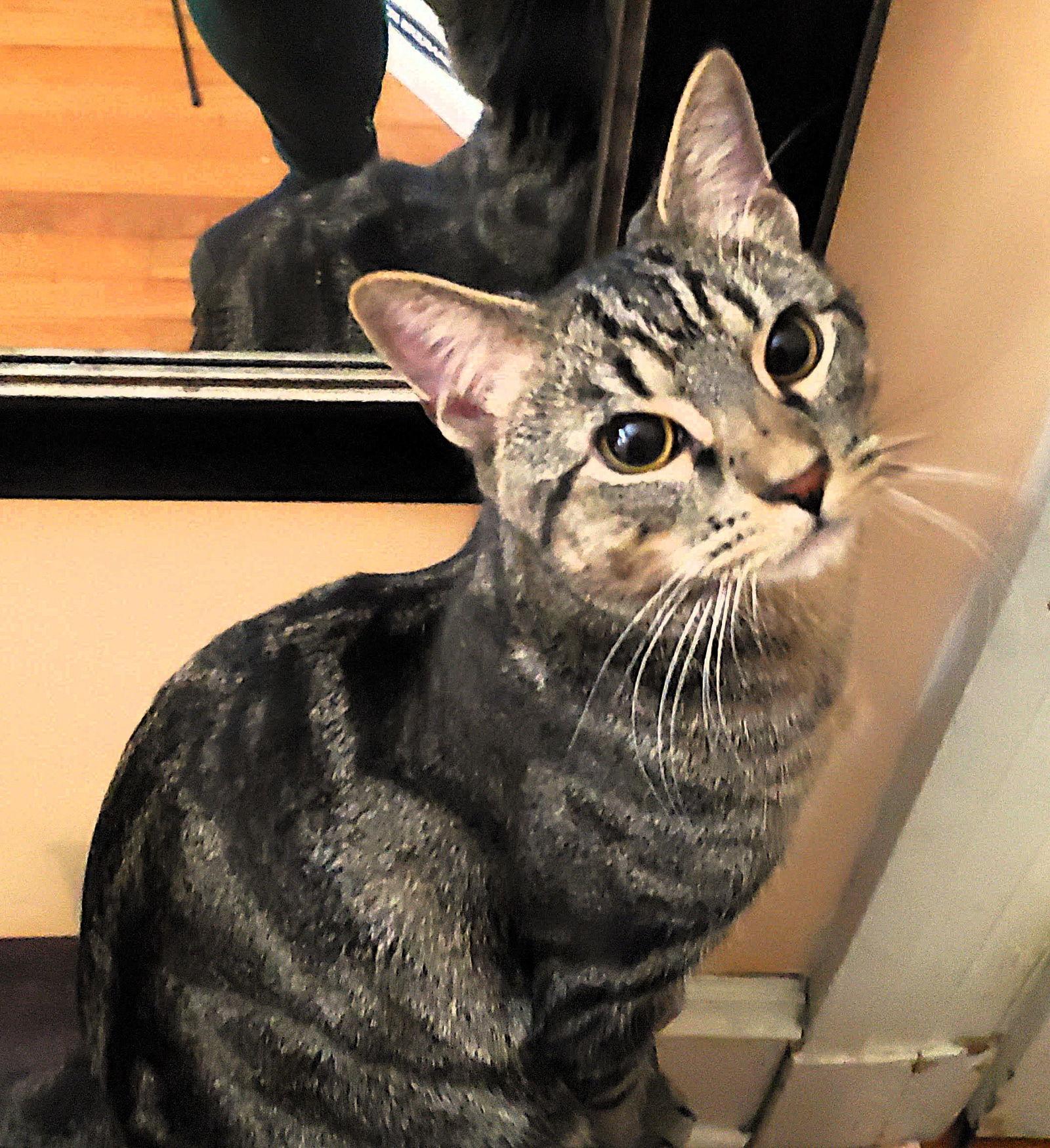 Enlarge Radar, a Adoptable Domestic Short Hair in Reston, VA image 1/3