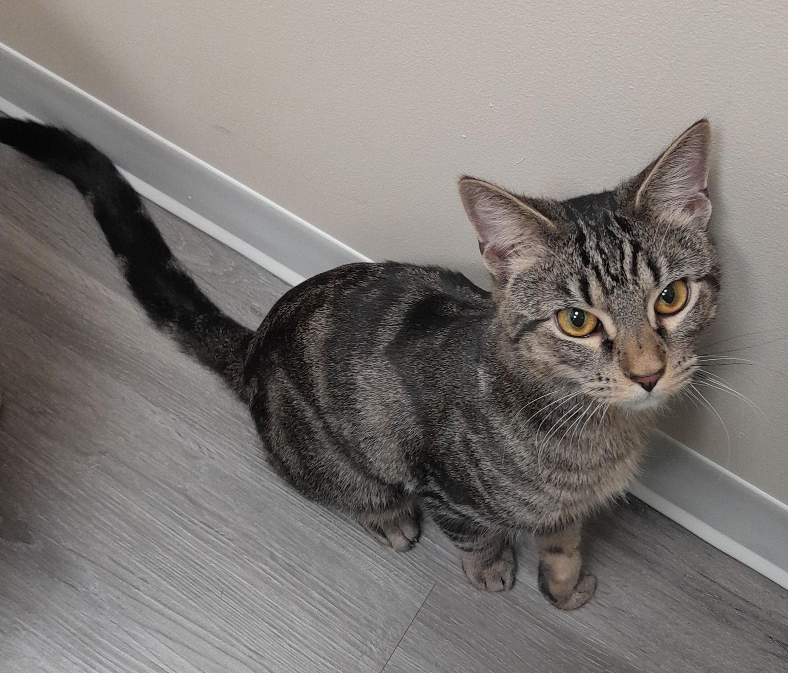 Enlarge Radar, a Adoptable Domestic Short Hair in Reston, VA image 2/3