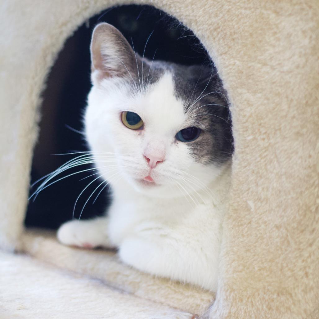 Patches, Adoptable, Adult Female Domestic Short Hair.