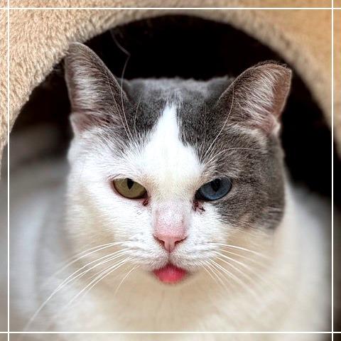 Patches, a Adoptable Domestic Short Hair in Cumming, GA image 2/2