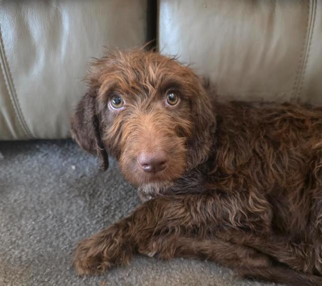 Cooper, adopted, Puppy Male Labradoodle & Chocolate Labrador Retriever.