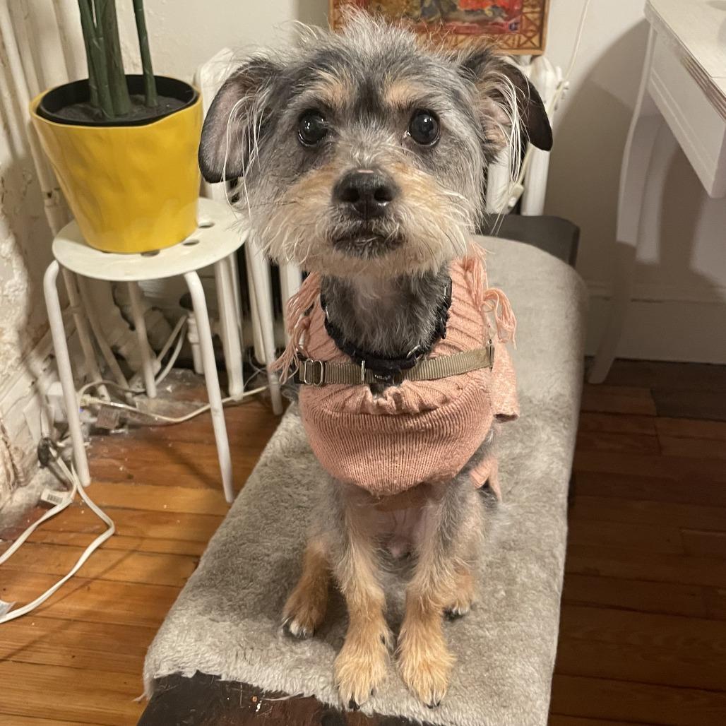 Pastini — thumbnail 3