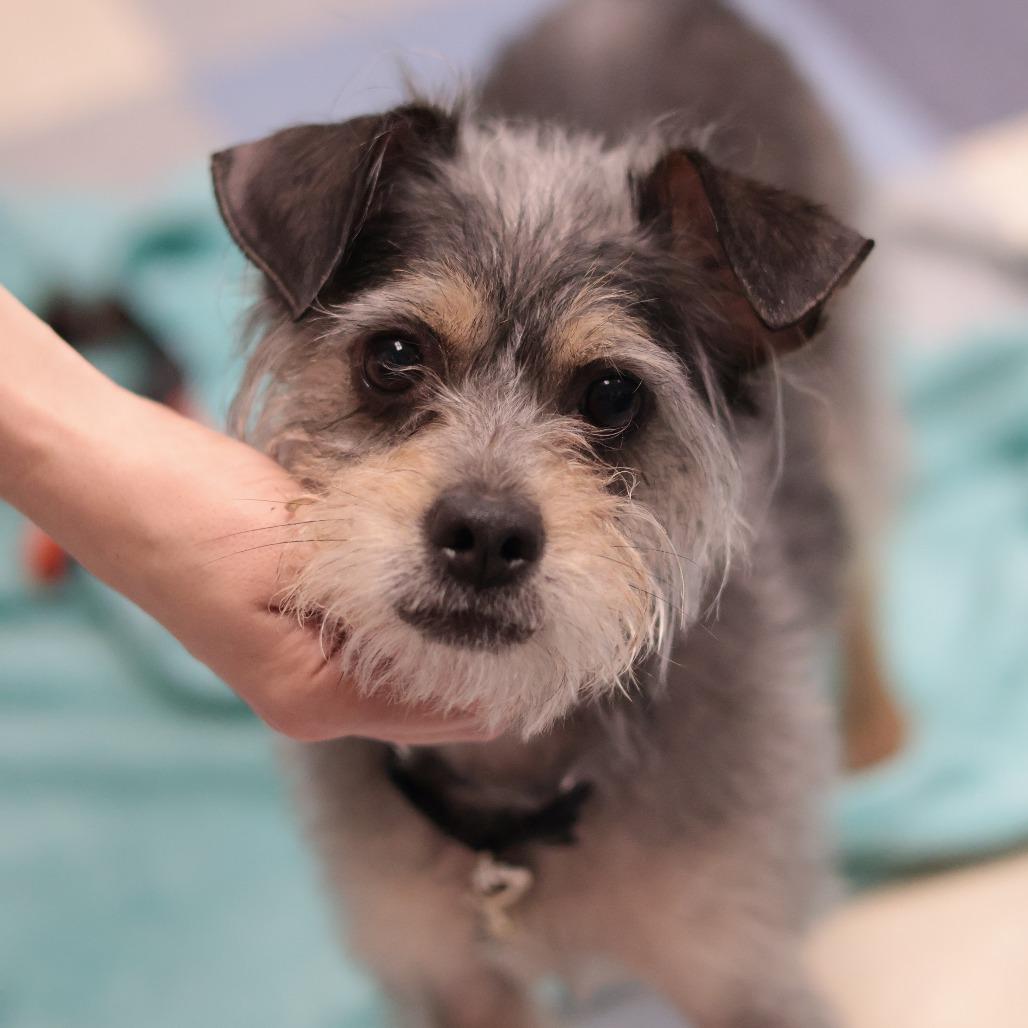 Pastini — thumbnail 4