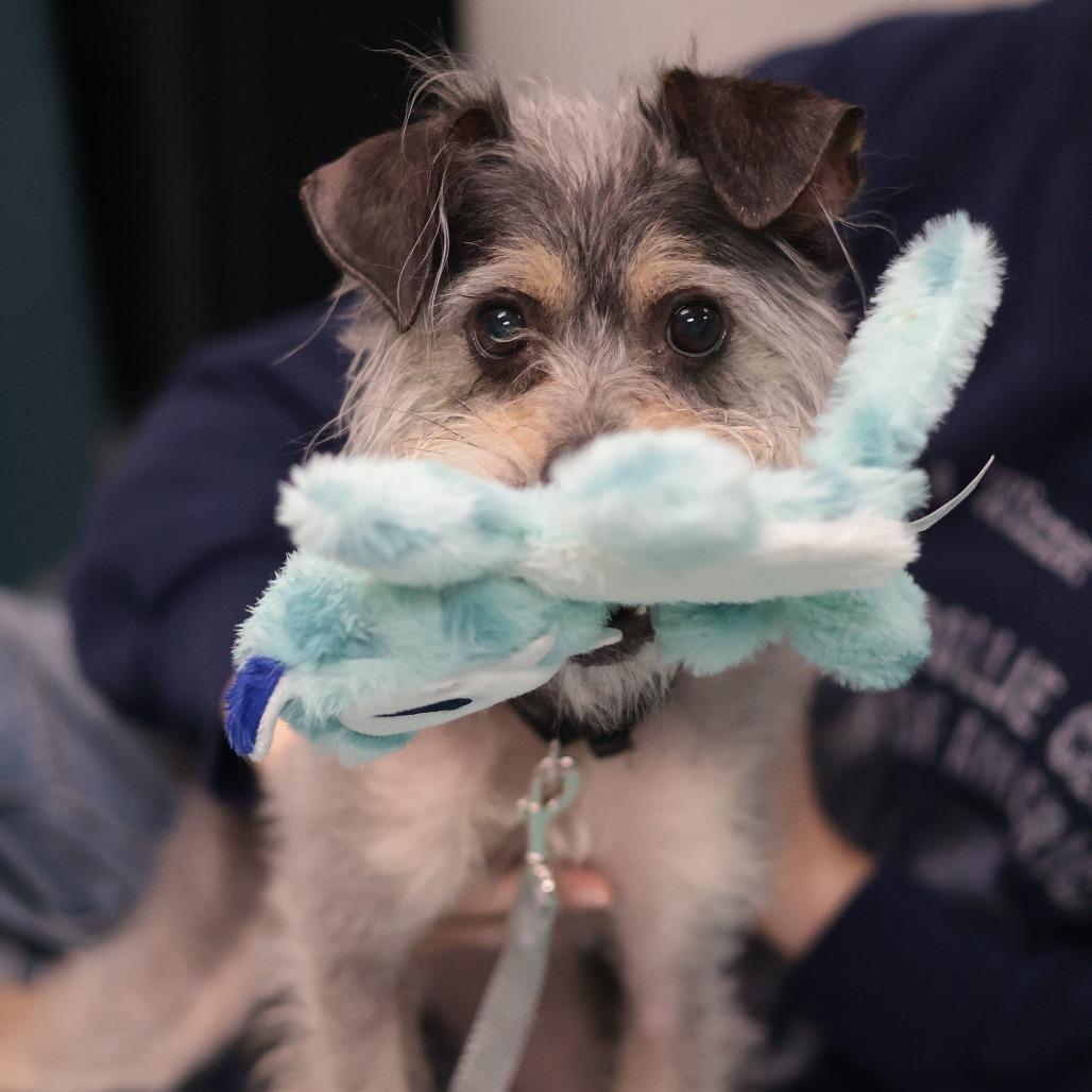 Pastini — thumbnail 5