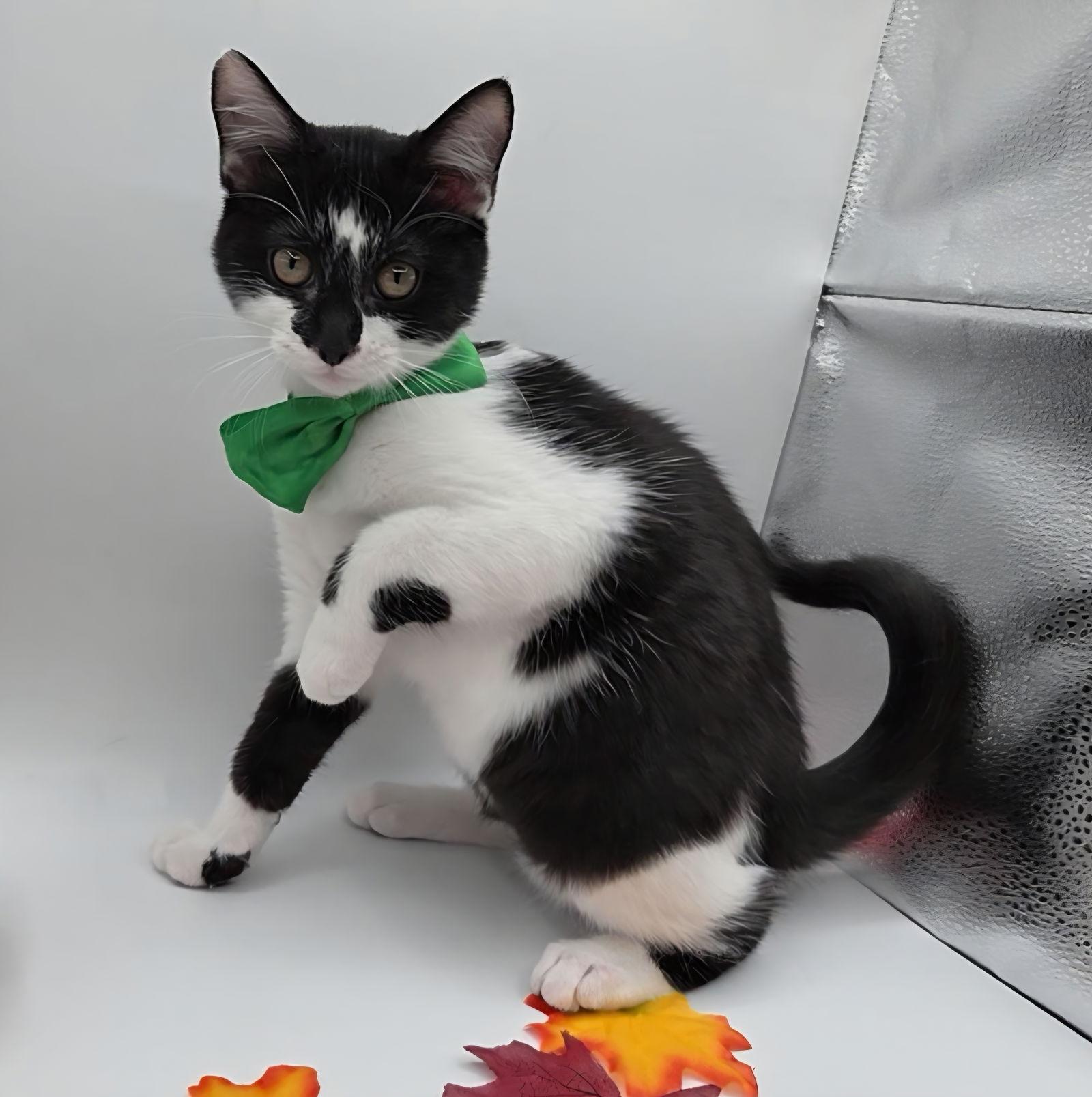 Salt, Adoptable, Kitten Male Domestic Short Hair & Tuxedo.