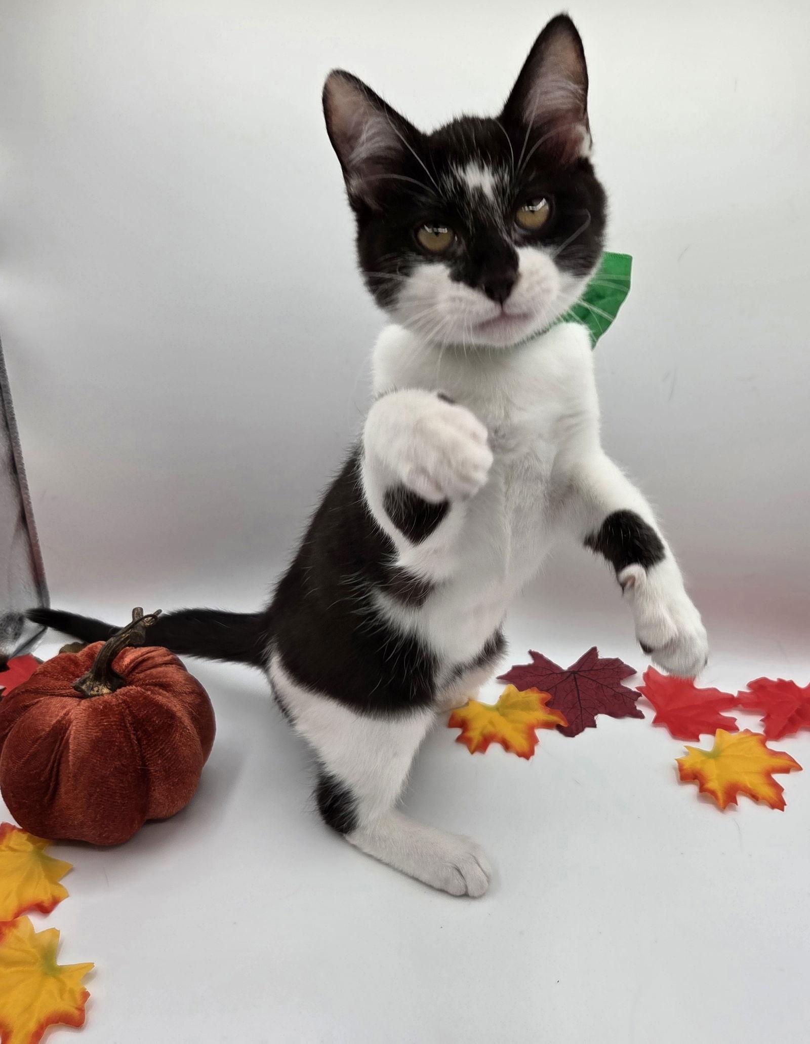 Salt, a Adoptable mixed breed in Attalla, AL image 2/3