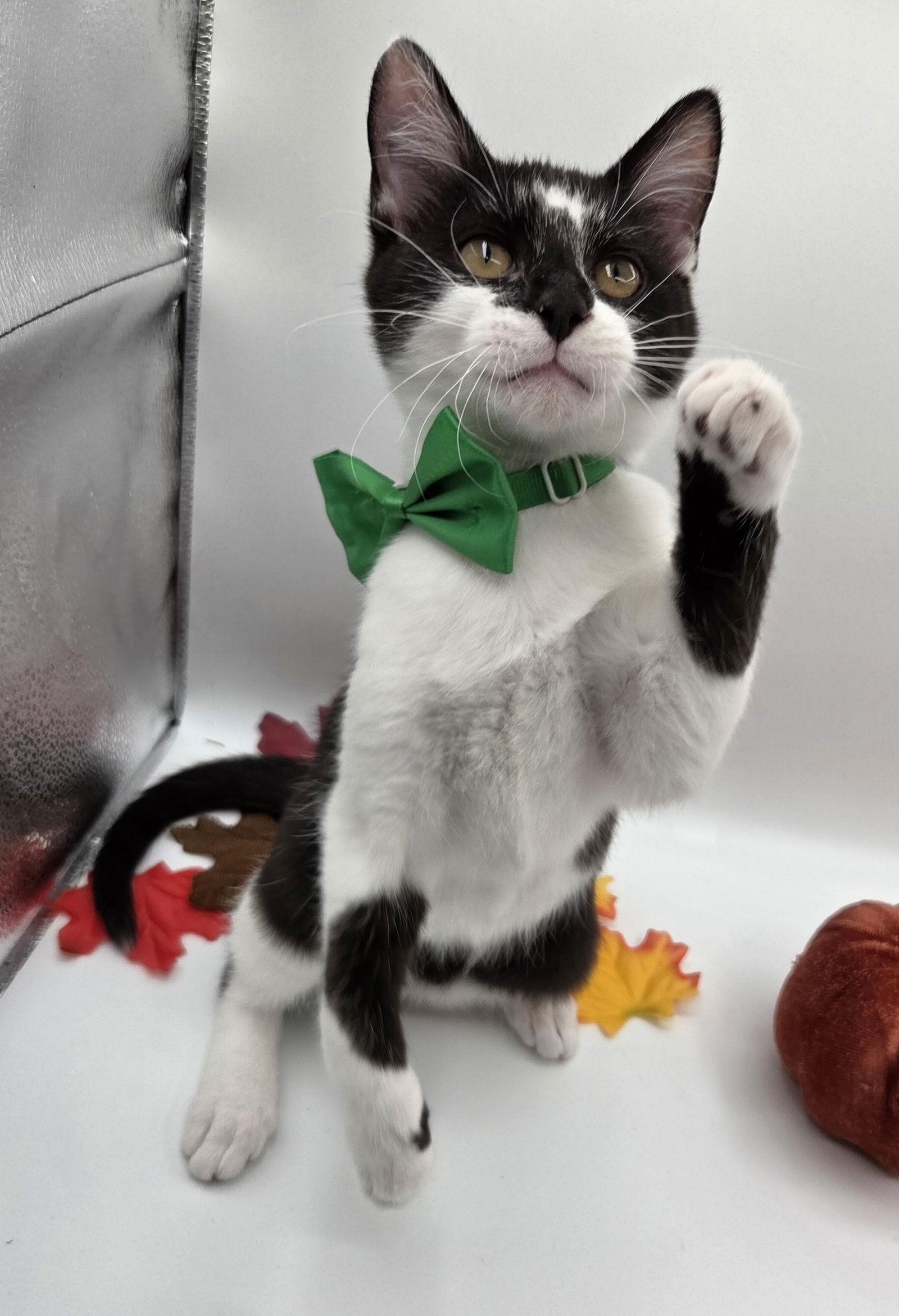 Salt, a Adoptable mixed breed in Attalla, AL image 3/3