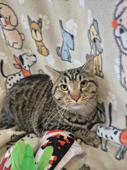 Kevin, Adoptable, Adult Male Domestic Short Hair & Domestic Short Hair.