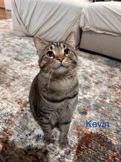 Enlarge Kevin, a Adoptable mixed breed in Columbus, IN image 2/2