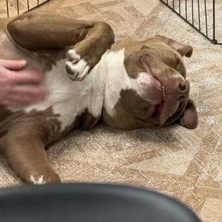 Lucas, a ADOPTABLE mixed breed in Worcester, MA image 1/2