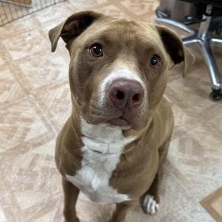 Lucas, a ADOPTABLE mixed breed in Worcester, MA image 2/2