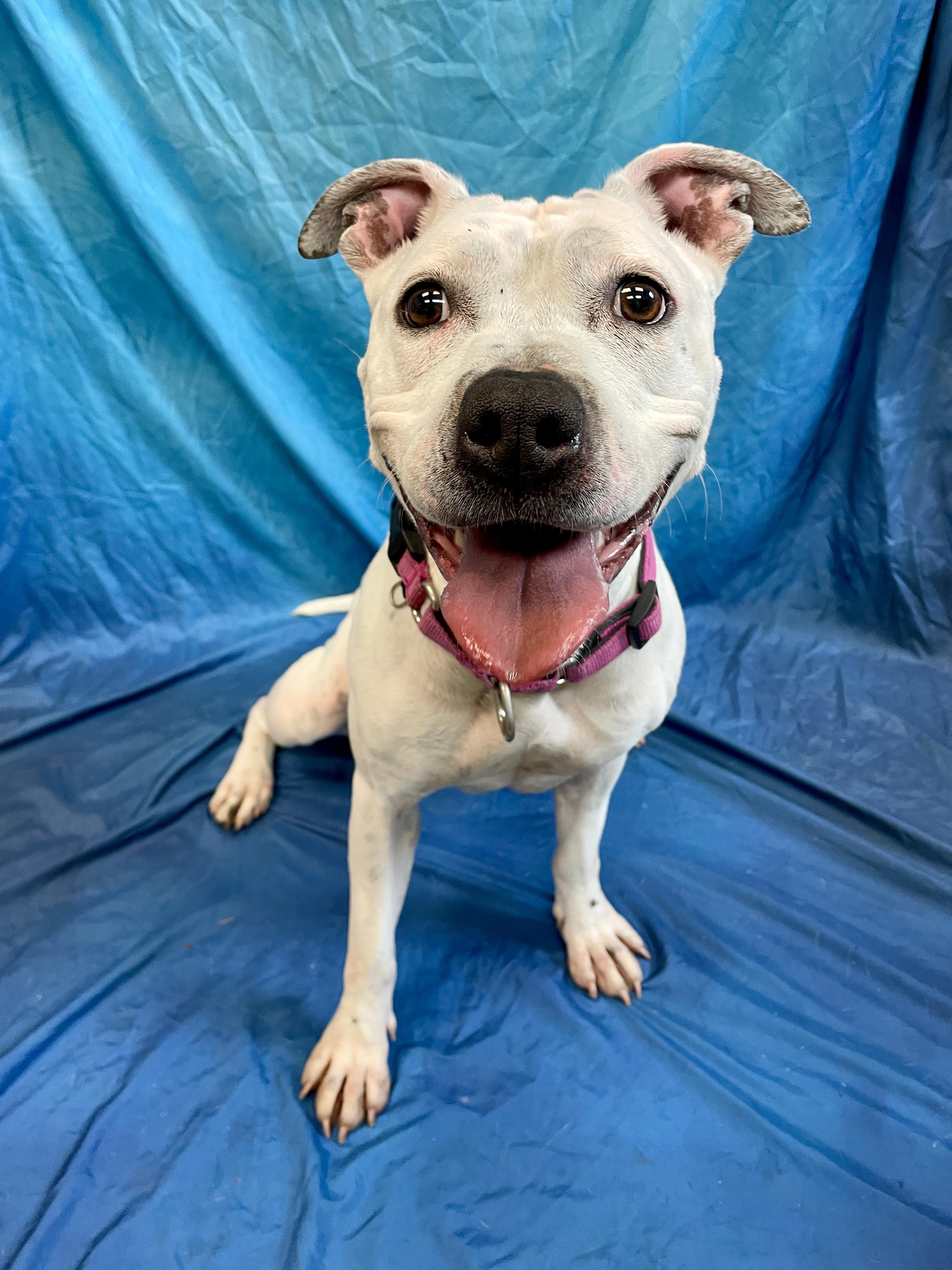Scribbles, an adoptable Pit Bull Terrier in Waterloo, IA, 50703 | Photo Image 1