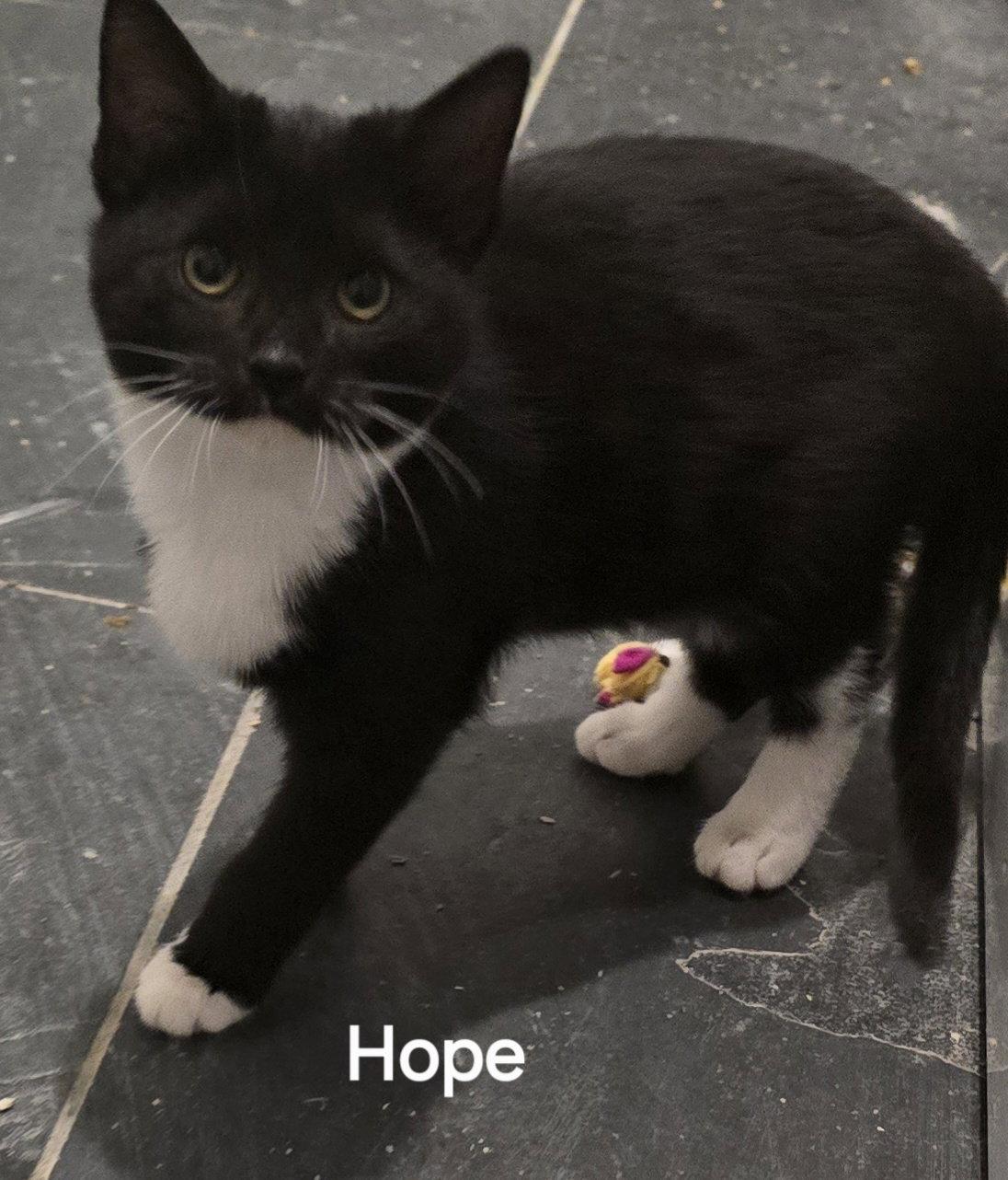 Enlarge Hope, a Adoptable Domestic Short Hair in Versailles, KY image 1/1