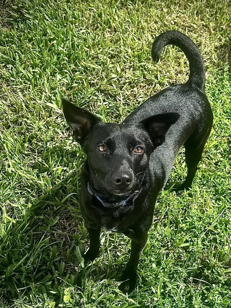 Enlarge Kona, a Adopted Mixed Breed in Port Charlotte, FL image 2/4