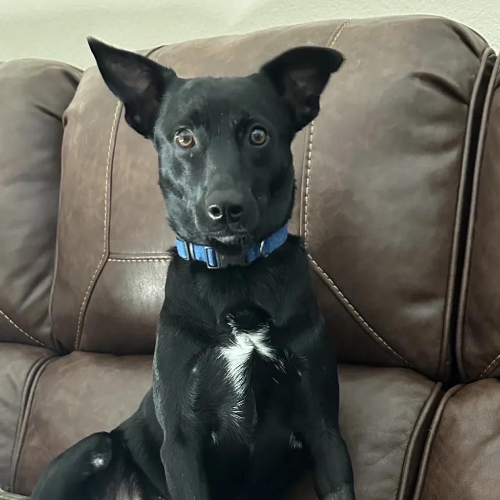 Enlarge Kona, a Adopted Mixed Breed in Port Charlotte, FL image 4/4