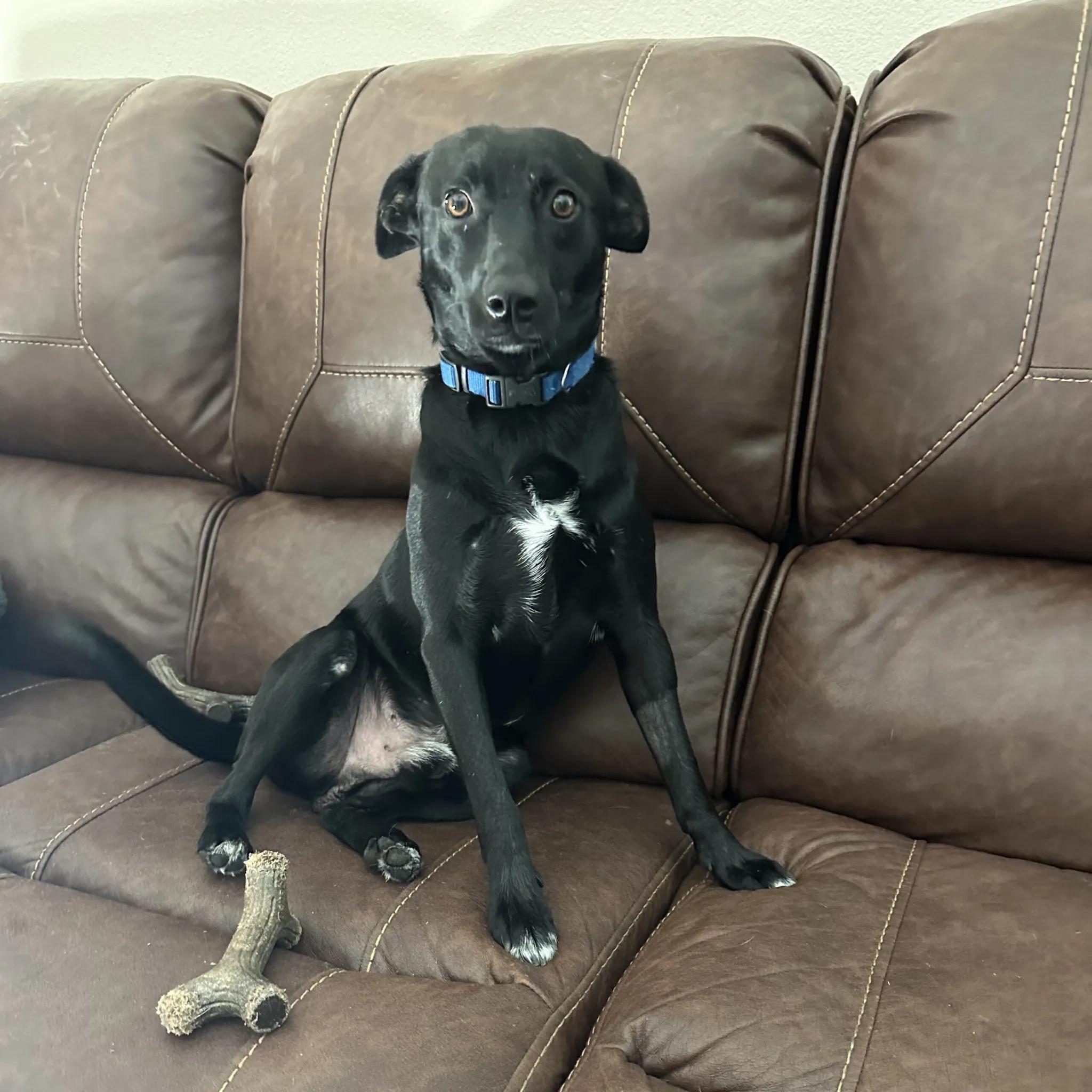Kona, Adopted, Young Male Mixed Breed.