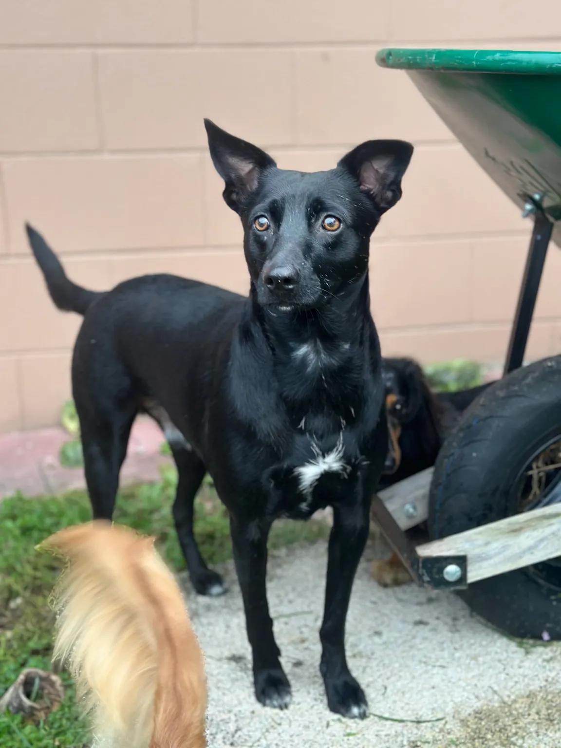 Enlarge Kona, a Adopted Mixed Breed in Port Charlotte, FL image 3/4