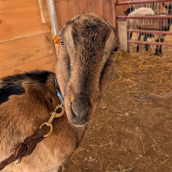 Enlarge Bonnie, a Adoptable LaMancha in Cooperstown, NY image 3/3