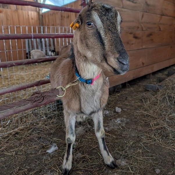 Enlarge Bonnie, a Adoptable LaMancha in Cooperstown, NY image 2/3