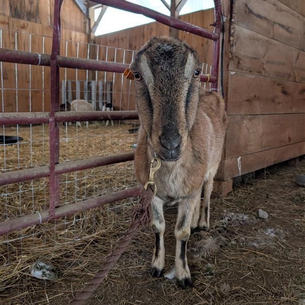 Enlarge Bonnie, a Adoptable LaMancha in Cooperstown, NY image 1/3