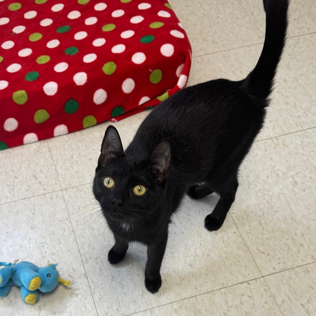 Cornelia, Adoptable, Young Female Domestic Short Hair.