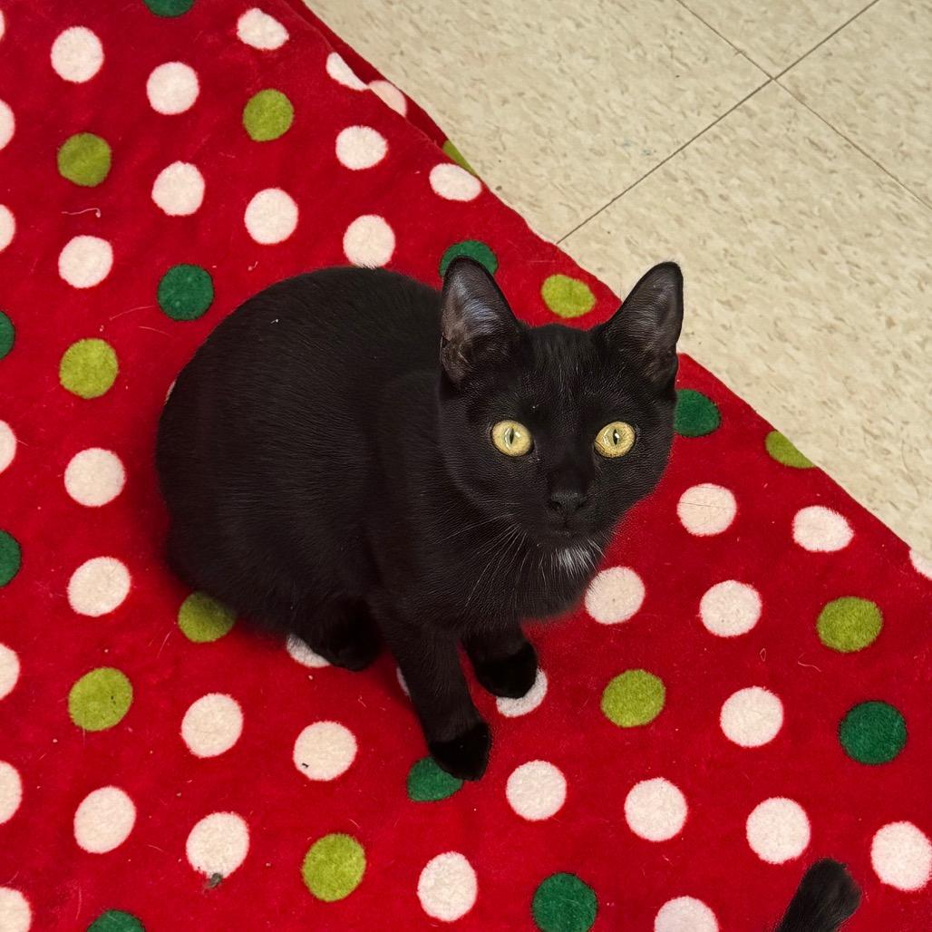Enlarge Cornelia, a Adoptable Domestic Short Hair in Milford, IA image 2/3