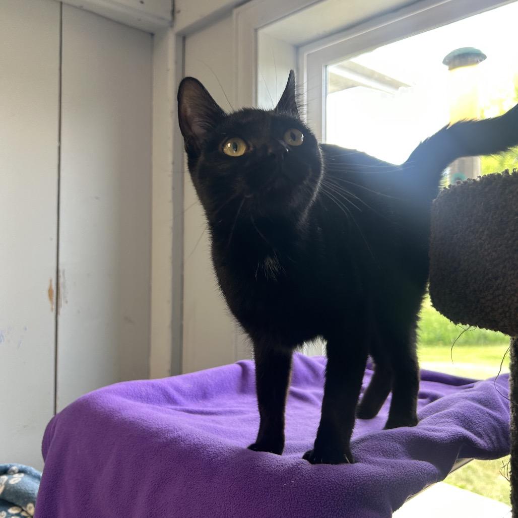 Enlarge Cornelia, a Adoptable Domestic Short Hair in Milford, IA image 3/6