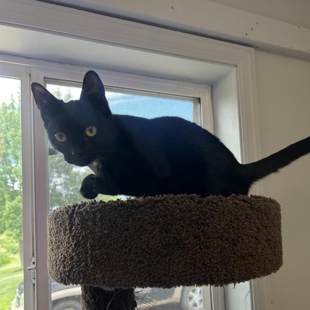 Enlarge Cornelia, a Adoptable Domestic Short Hair in Milford, IA image 4/6