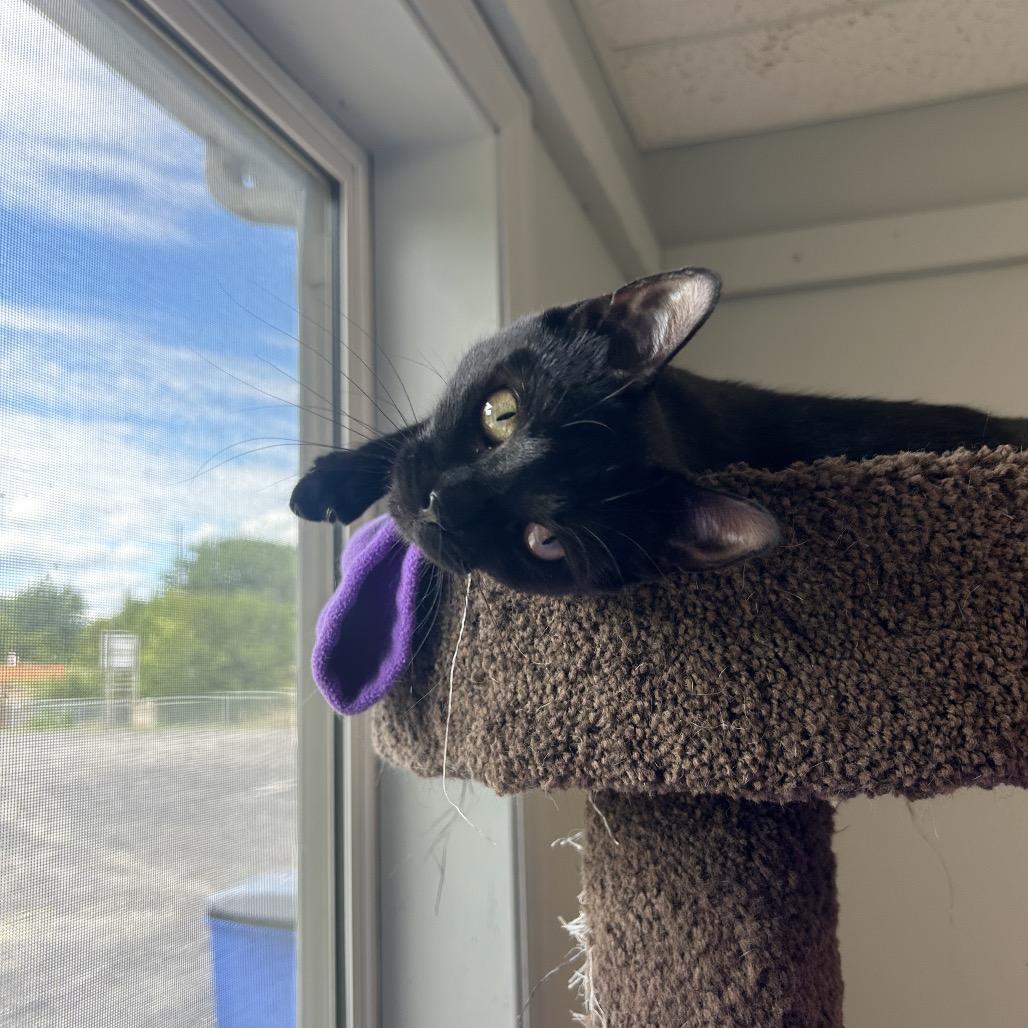 Enlarge Cornelia, a Adoptable Domestic Short Hair in Milford, IA image 5/6