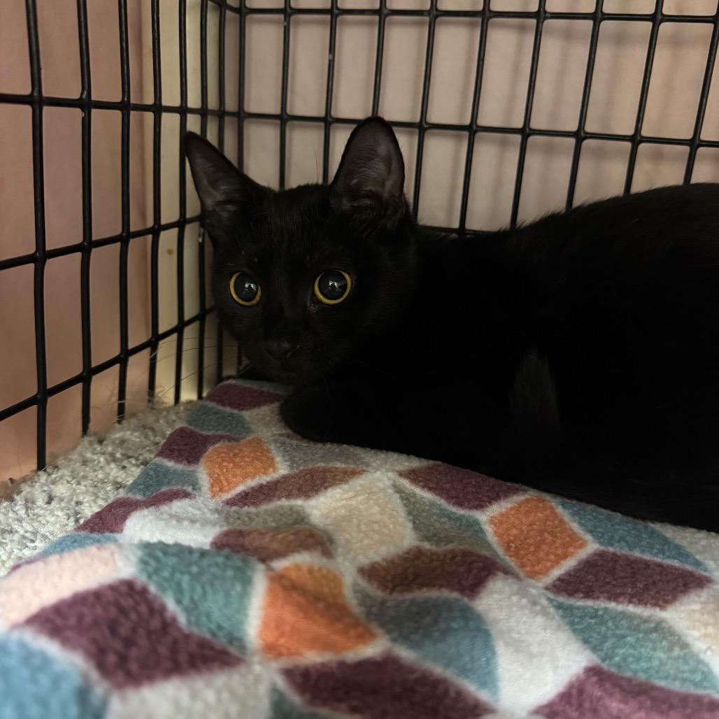 Enlarge Cornelia, a Adoptable Domestic Short Hair in Milford, IA image 3/3