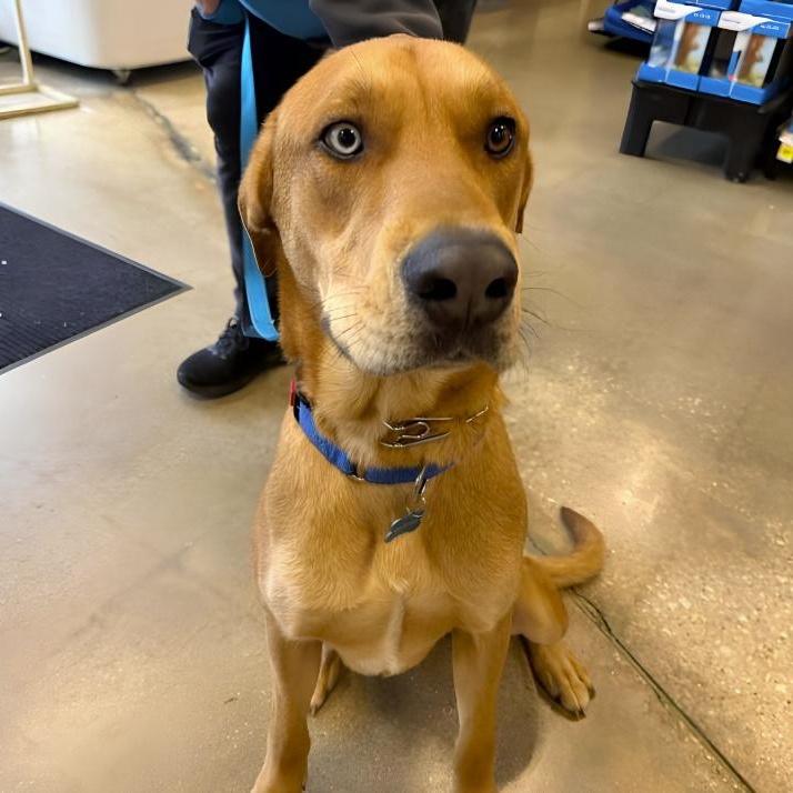 Enlarge Billy Boy, a ADOPTABLE mixed breed in North Aurora, IL image 2/5