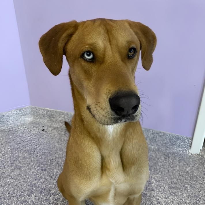 Enlarge Billy Boy, a ADOPTABLE mixed breed in North Aurora, IL image 3/5