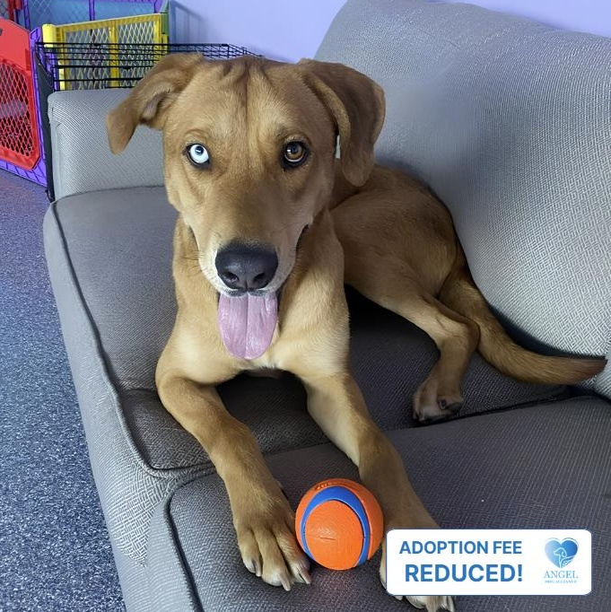 Billy Boy, ADOPTABLE, Young Male Labrador Retriever & Hound.