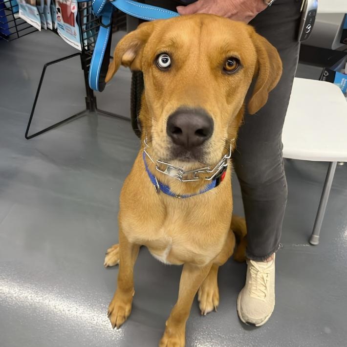Enlarge Billy Boy, a ADOPTABLE mixed breed in North Aurora, IL image 4/5