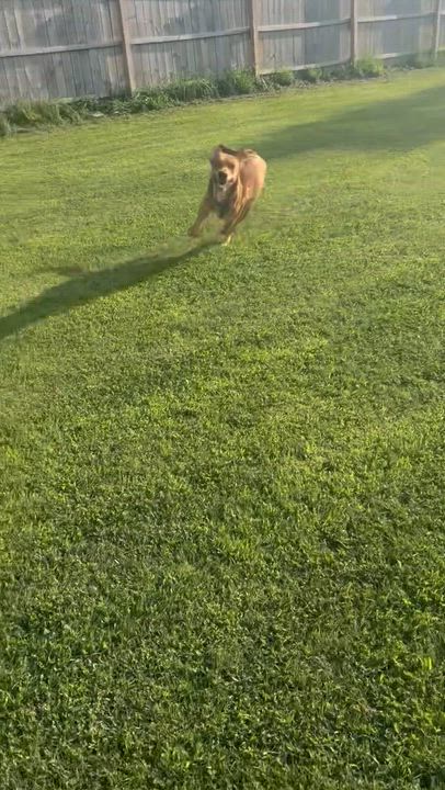 Enlarge Billy Boy, a ADOPTABLE mixed breed in North Aurora, IL video 5/5
