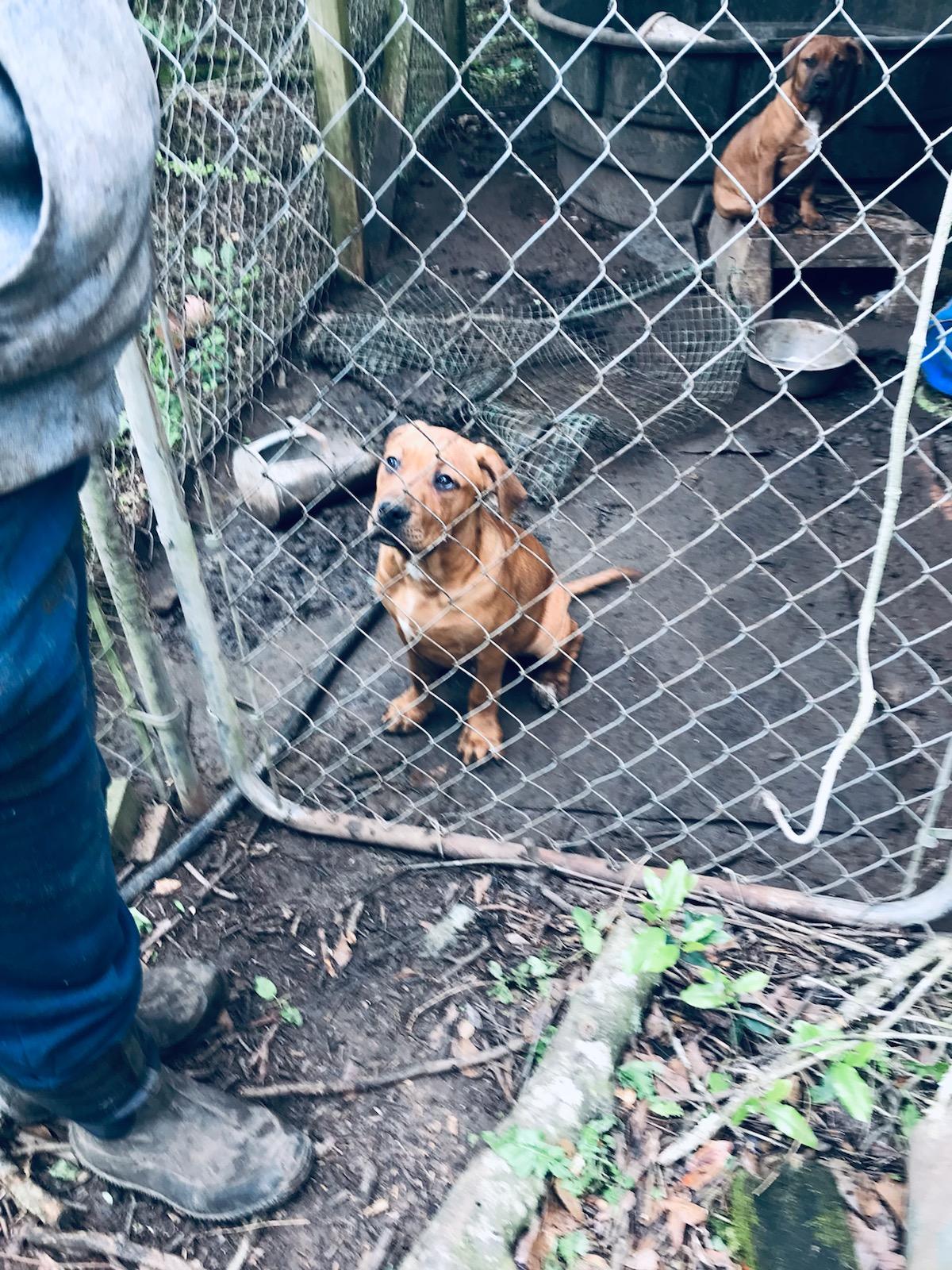Bella and Benji, a Adoptable mixed breed in Cantonment, FL image 3/3