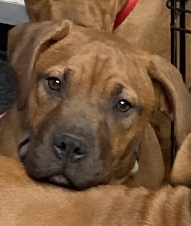 Bella and Benji, Adoptable, Puppy Male Mixed Breed.