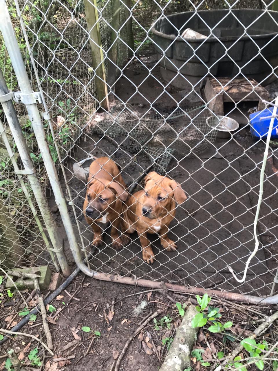 Bella and Benji, a Adoptable mixed breed in Cantonment, FL image 2/3