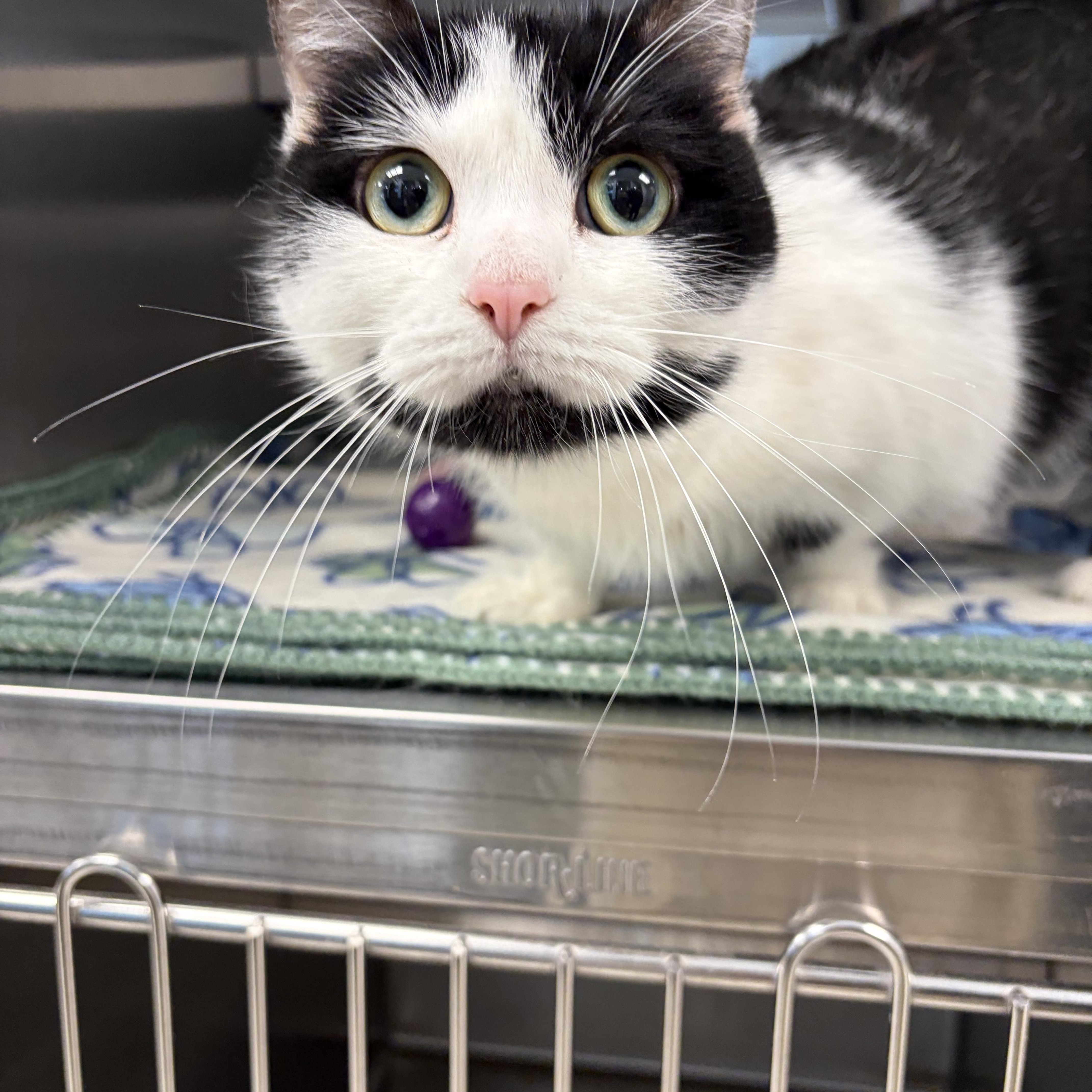 Enlarge Minnie, a ADOPTABLE Munchkin in Liberty, MO image 1/5