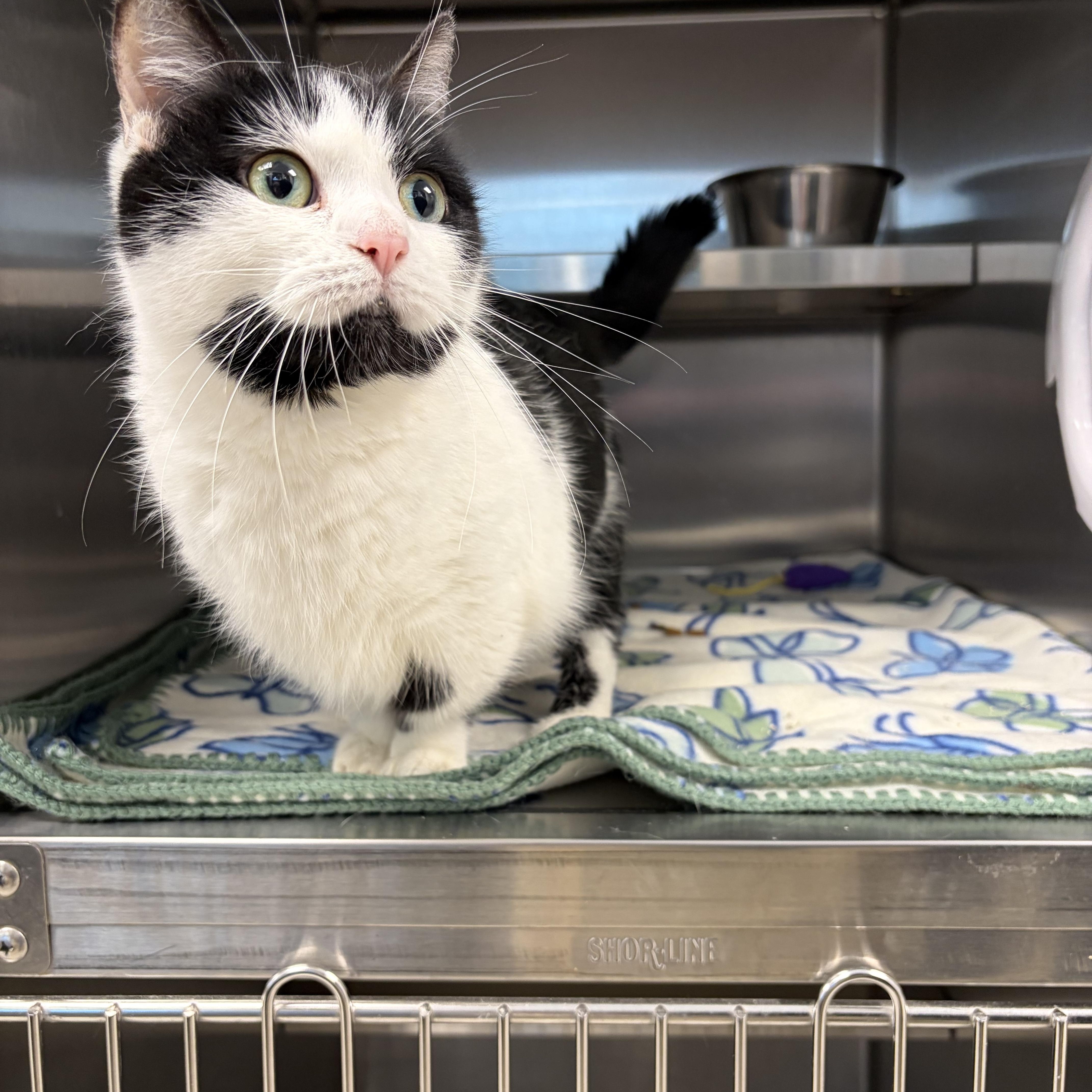 Enlarge Minnie, a ADOPTABLE Munchkin in Liberty, MO image 3/5