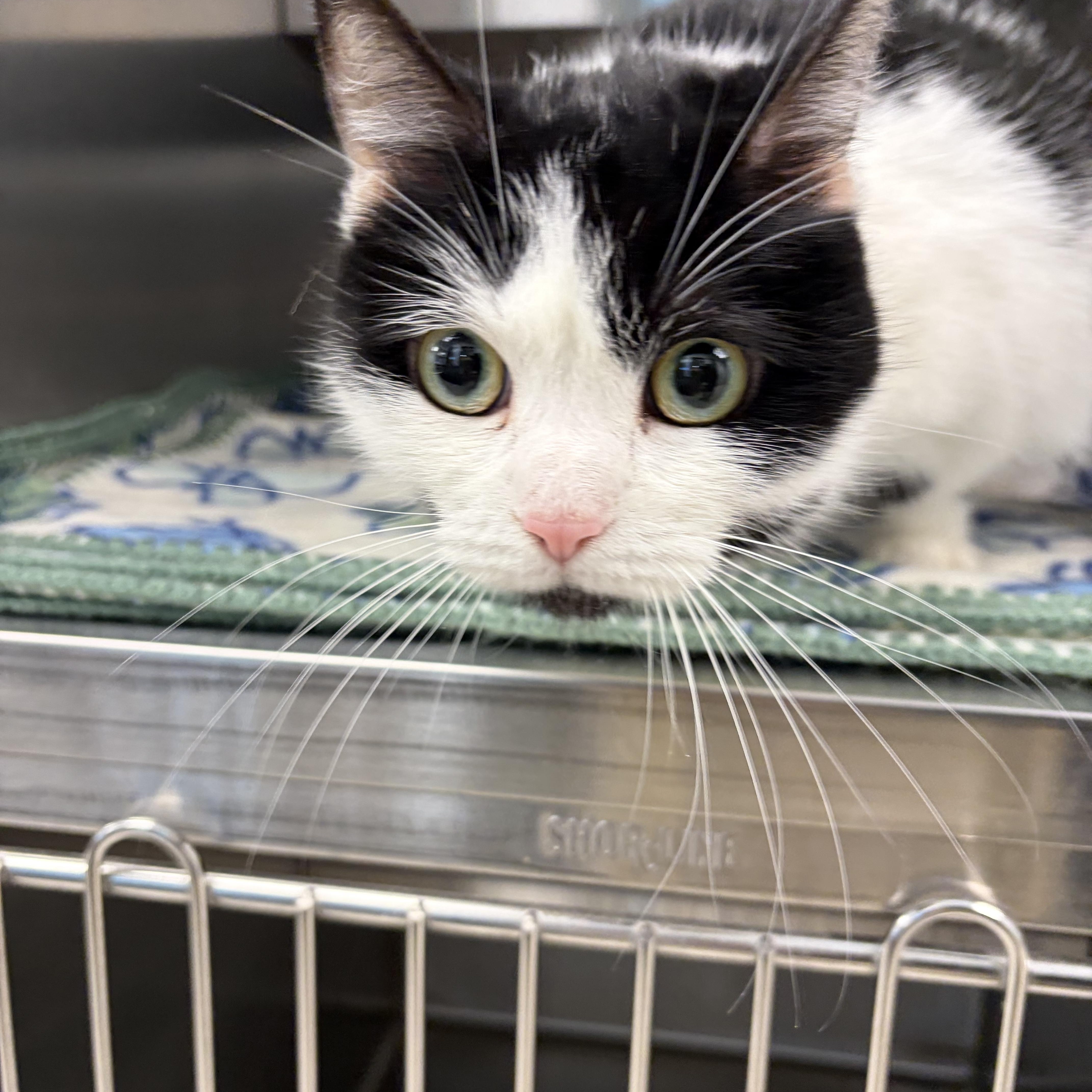 Enlarge Minnie, a ADOPTABLE Munchkin in Liberty, MO image 5/5