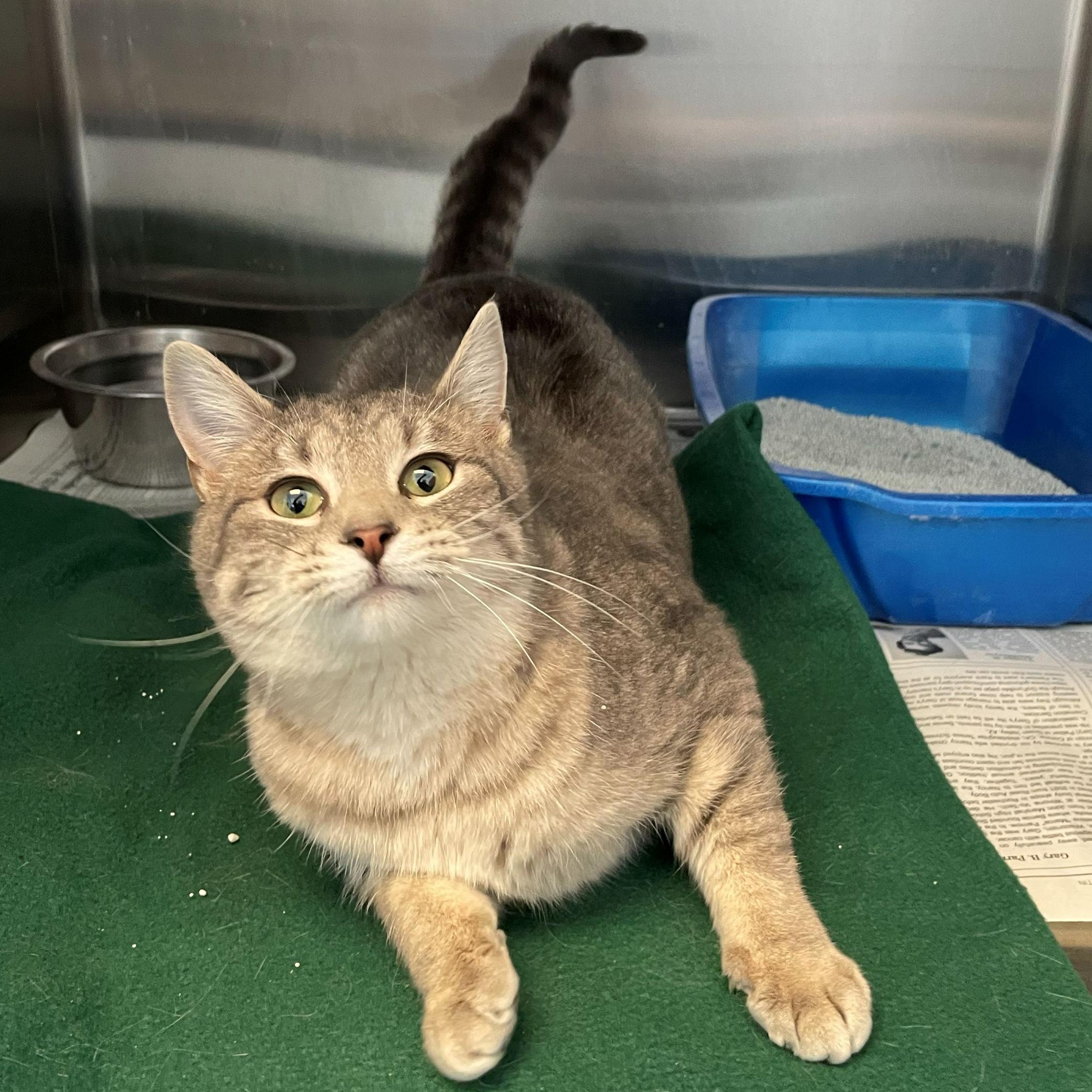 Enlarge Sadie, an adopted Domestic Short Hair in Rochester, MN image 2/2