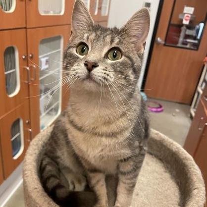 Enlarge Sadie, an adopted Domestic Short Hair in Rochester, MN image 1/2